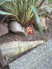 Clathrus ruber image