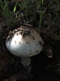 Amanita velosa image