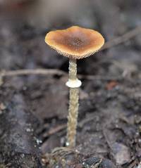 Conocybe rugosa image