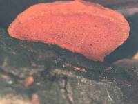 Pycnoporus cinnabarinus image