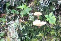 Lichenomphalia umbellifera image