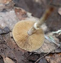 Conocybe rugosa image