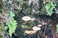 Lichenomphalia umbellifera image