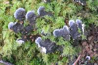 Peltigera membranacea image