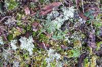 Cladonia portentosa image