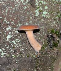 Lactarius rubidus image