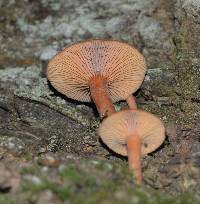 Lactarius rubidus image