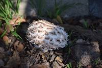 Chlorophyllum brunneum image