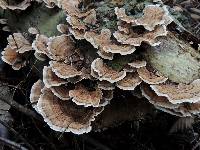 Trametes versicolor image