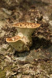 Polyporus squamosus image