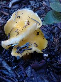 Hygrocybe chlorophana image