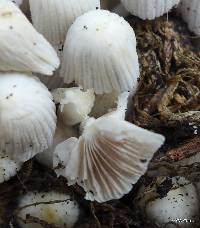 Coprinellus disseminatus image