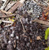 Coprinellus disseminatus image