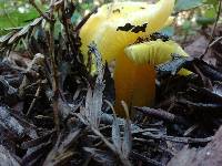 Hygrocybe chlorophana image