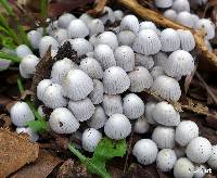 Coprinellus disseminatus image