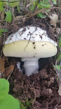 Amanita vernicoccora image