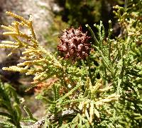 Gymnosporangium juniperi-virginianae image