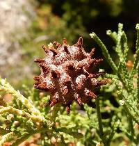 Gymnosporangium juniperi-virginianae image