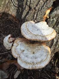 Ganoderma applanatum image