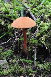 Laccaria laccata image