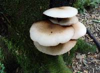 Agrocybe parasitica image