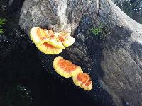 Laetiporus sulphureus image