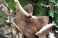 Agrocybe parasitica image