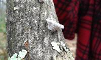 Schizophyllum commune image