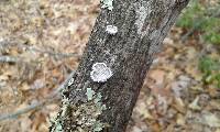 Schizophyllum commune image