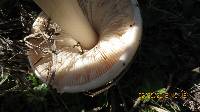 Volvariella gloiocephala image