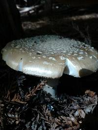 Amanita pantherina image