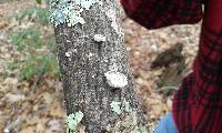 Schizophyllum commune image