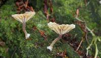 Lichenomphalia umbellifera image