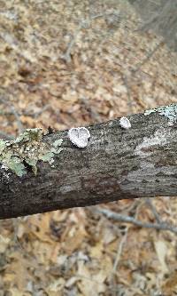 Schizophyllum commune image