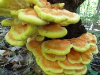 Laetiporus sulphureus image