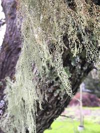 Ramalina menziesii image