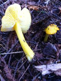 Hygrocybe chlorophana image