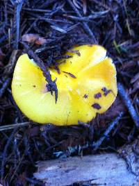 Hygrocybe chlorophana image