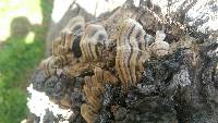 Trametes versicolor image