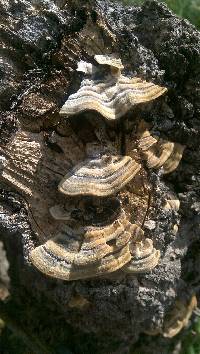 Trametes versicolor image