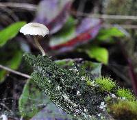 Lichenomphalia umbellifera image