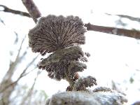 Schizophyllum commune image