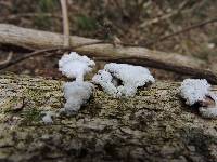 Schizophyllum commune image