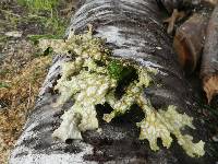 Lobaria pulmonaria image