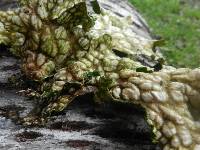 Lobaria pulmonaria image