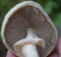 Agrocybe praecox image