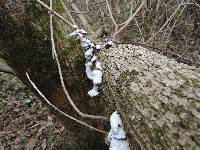 Schizophyllum commune image