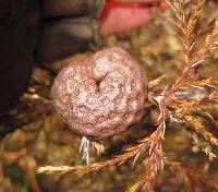 Gymnosporangium juniperi-virginianae image