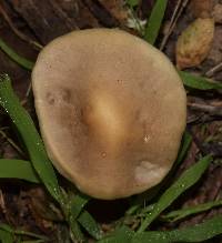 Agrocybe praecox image