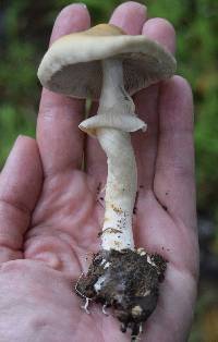 Agrocybe praecox image